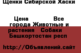 Щенки Сибирской Хаски › Цена ­ 20 000 - Все города Животные и растения » Собаки   . Башкортостан респ.